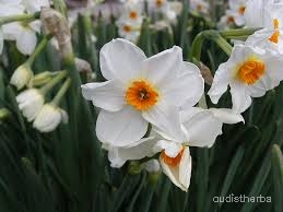 Narcissus tazetta flower8.jpg